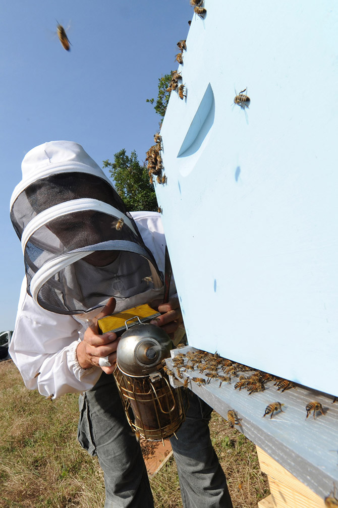 Aidez les abeilles - Parrainage de ruches