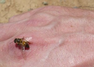 106-1-abeille-saharienne