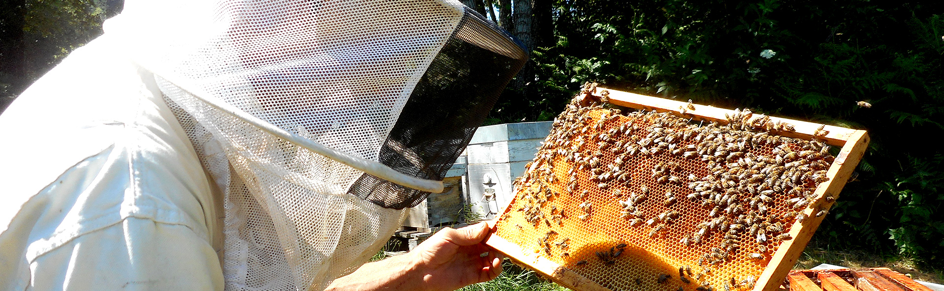 Un Toit Pour Les Abeilles Parrainez Une Ruche Sauvez Les Abeilles