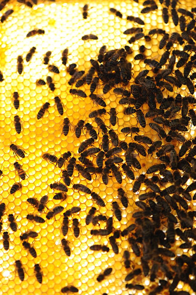 Apiculteur et parrainage d'abeilles