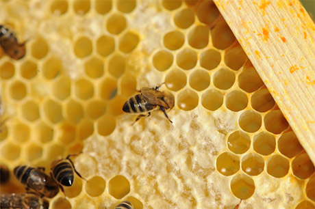 Affaiblissement des abeilles