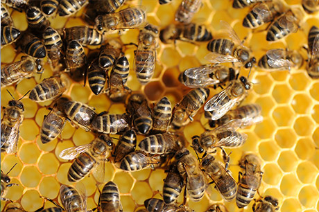 Augmentez les chances de survie des abeilles