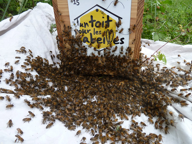 Récolte d'essaims sauvages - Un toit pour les abeilles