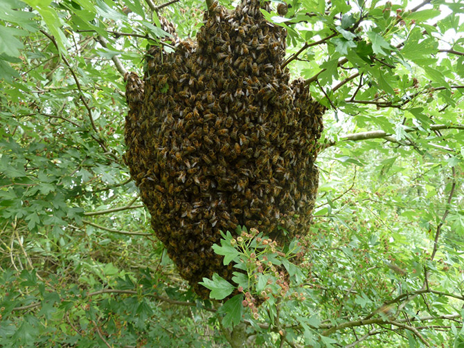 boules d'abeilles essaims