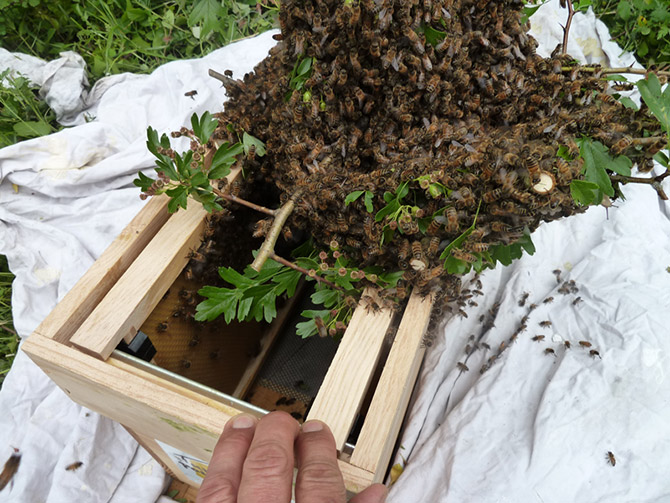 récupération d'essaims d'abeilles