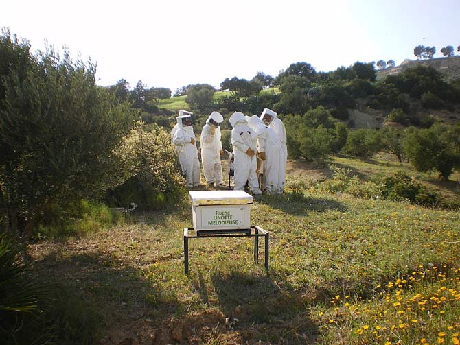 développement de la colonie d’abeilles Maroc