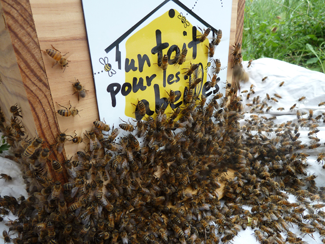 abeille dans sa ruche