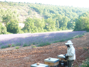 Le rucher des Gorges de Daluis